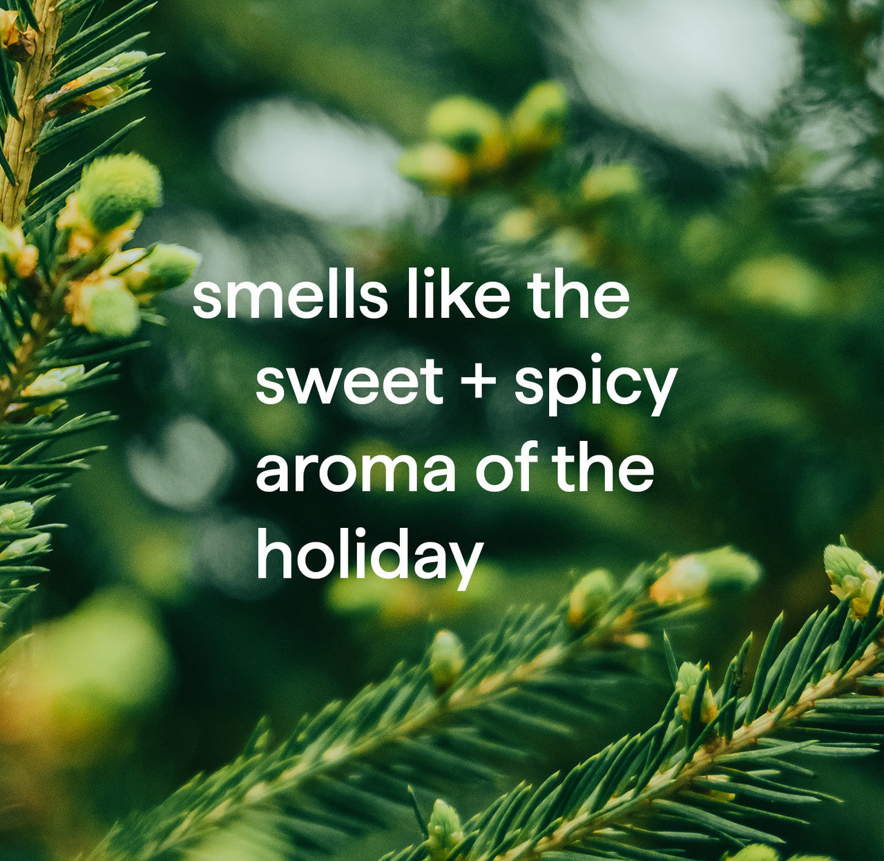 foaming hand wash - balsam + berry. 10 fl oz - Image 4