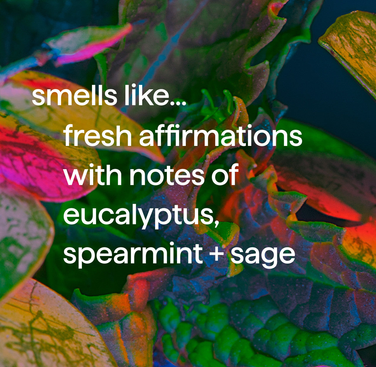 body wash - fresh affirmations. 18 fl oz - Image 4