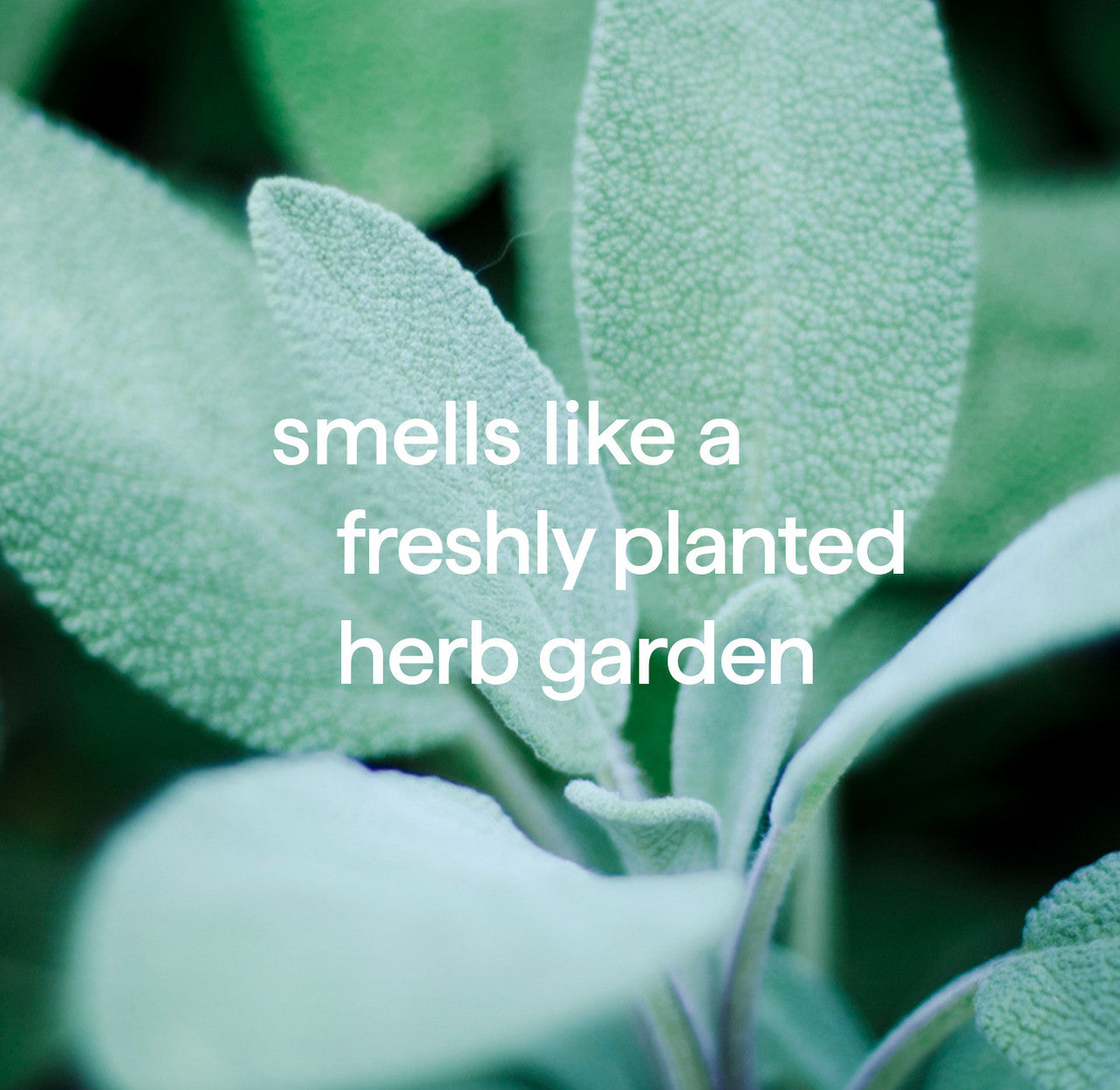 stain + odor treatment - spearmint sage. 20 fl oz - Image 4